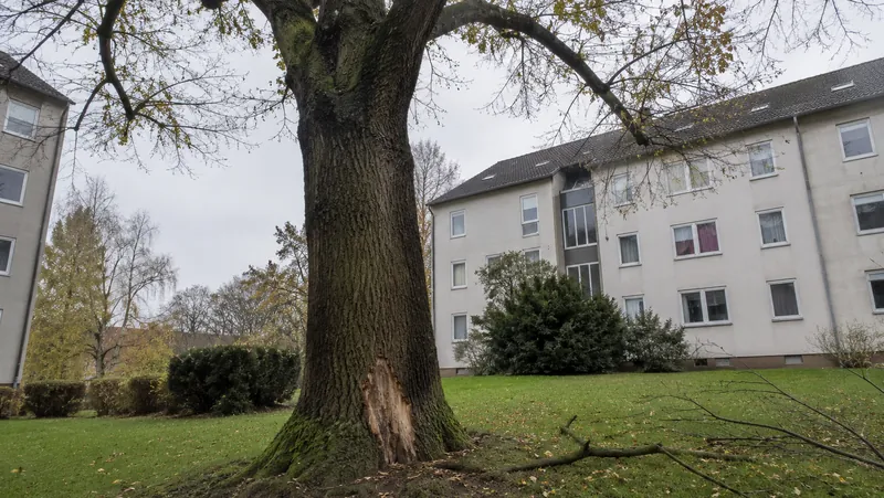 Alter Laubbaum mit Rindenschaden am Stammfuß im Innenhof einer Wohnanlage
